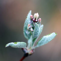 Blüte von jaybe