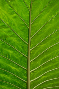 Jungle Leaf von Russell Bevan Photography