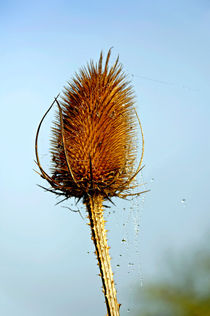 Teasel Laced with Morning Dew by Rod Johnson