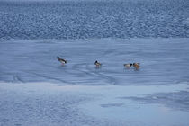 Enten auf dem Eis  von Bastian  Kienitz