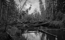 Deadfall trees. by evgeny bashta