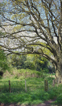 Rural Norfolk. by rosanna zavanaiu