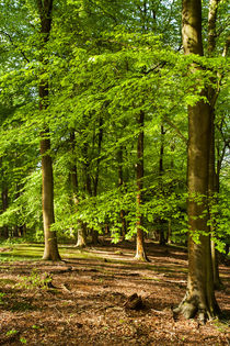 Spring Beech Woods by David Tinsley