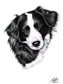 Border Collie von Nicole Zeug