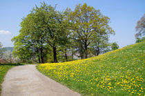 Frühling und Löwenzahn von Yven Dienst