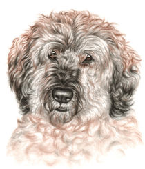 Portrait Hund Wuschel von Nicole Zeug