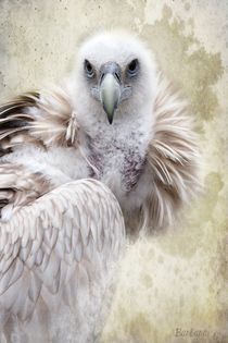 White Vulture von barbara orenya