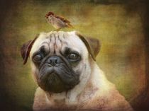 Friends like Pug and Bird von barbara orenya