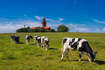 Kühe und Leuchtturm by Rico Ködder