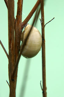 Weinbergschnecke von Bastian  Kienitz