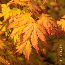 Orange Dream von David Tinsley