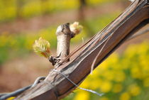 Frühling im Weinberg von hannahw