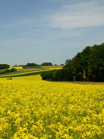 Gelbe Pracht - Das leuchtende Gelb der Rapsfelder prägt im Mai die Landschaft von Brigitte Deus-Neumann