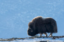 Musk ox in harsh environment von Nicklas Wijkmark