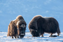 Musk oxen in Dovrefjell by Nicklas Wijkmark