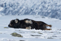 Musk ox relaxing by Nicklas Wijkmark