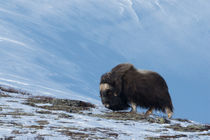 Musk ox in snowy environment by Nicklas Wijkmark