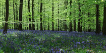 Bluebell Panorama by David Tinsley