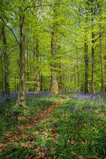 Bluebell Path by David Tinsley