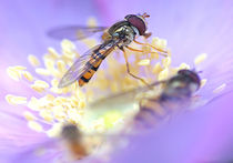 Hoverflies by dirk driesen