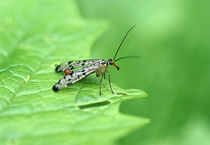 Scorpion Fly by dirk driesen