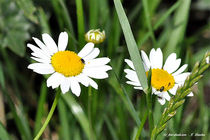 Blumen, Margeriten, Flora, Frühling von shark24