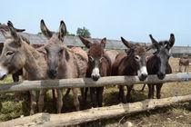 Tiere im Stahl von dietmar-weber