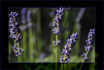 Lavendel by hannahw