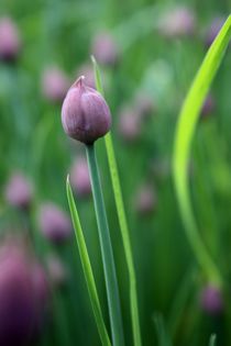 Schnittlauchblüte von Bettina Schnittert