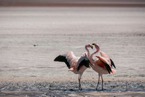 streitende Flamingos von Steffen Klemz