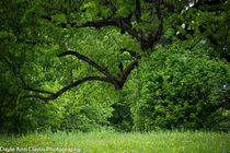 Glorious tree von dayle ann  clavin