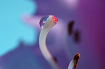 Dewdrop by dirk driesen