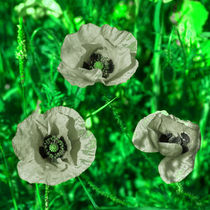 Reversed Green poppies  by Rob Hawkins