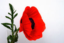 Red poppy against white by Rob Hawkins