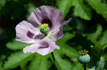 Purple Poppy  by Rob Hawkins