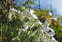 Devon Snowdrops  by Rob Hawkins