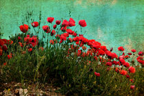 Mohn by pahit