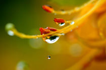 Beauty of rain by dirk driesen