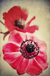 Sweet Anemone II  von AD DESIGN Photo + PhotoArt