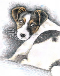 Jack Russell Welpe by Nicole Zeug