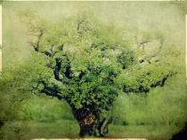 Ye Old Oak Tree by Linde Townsend