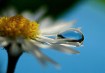 Mini beauty, kleine Schönheit von dirk driesen