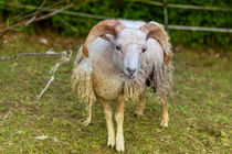 Eine wunderhübsche Angora-Ziege von Gina Koch