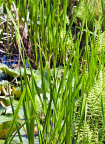 Schilfgras - Botanischer Garten  von captainsilva