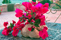 Sardische Bougainvillea von captainsilva