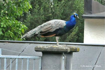 Pfau, Vögel, Tiere von shark24