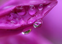 Beauty of rain by dirk driesen