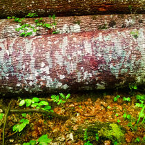 Birkenholz im Wald von Gina Koch