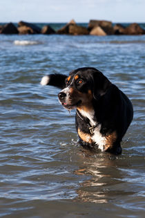 Großer Schweizer in der Ostsee by STEFARO .