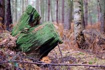 Herbst im Wald von Jörg Hoffmann